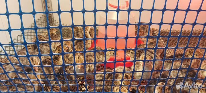 Подрощенные индюшата Бронза 708 Франция