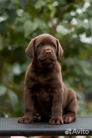 Шикарные щенки лабрадора