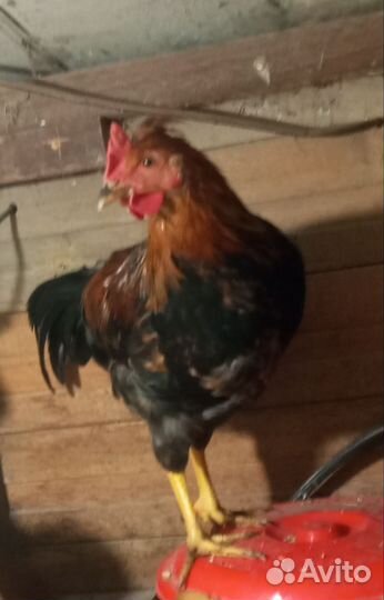Петухи 3 мес