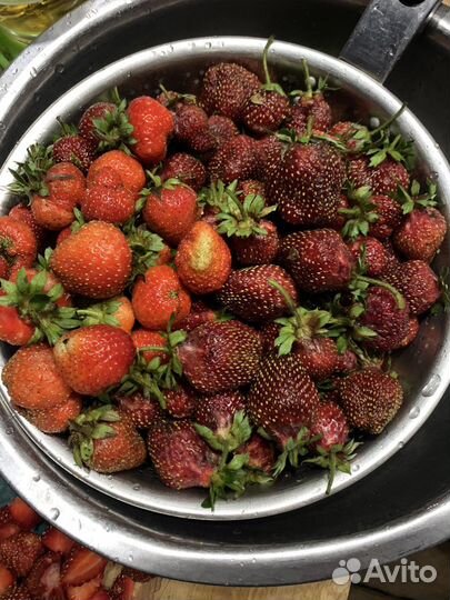 Фейерверк рассада