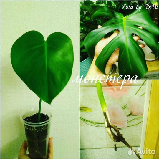 Монстера