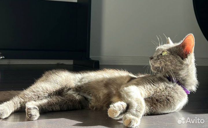 Серая кошка (типаж русская голубая)