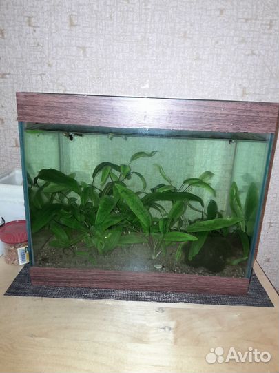 Аквариум