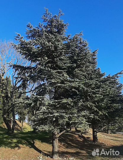 Семена гималайского кедра и др. хвойных деревьев