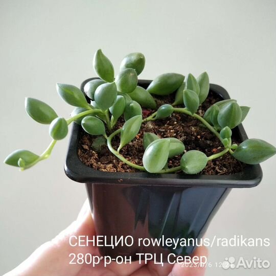 Сенецио rowleyanus radikans