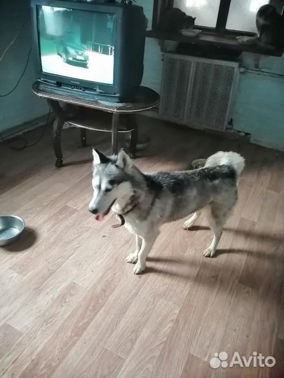 Хаски в добрые руки