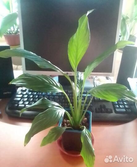 Спатифиллум