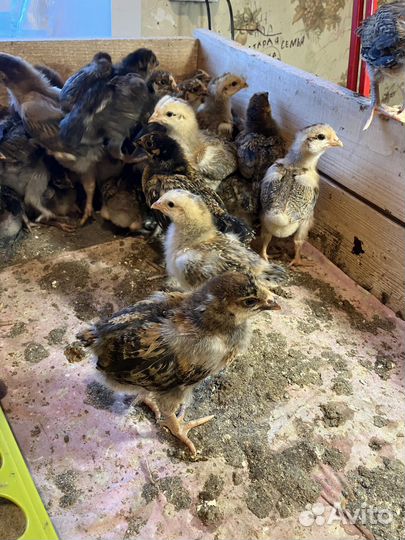 Цыплята, кучинская-юбилейная, вывод 31 июля