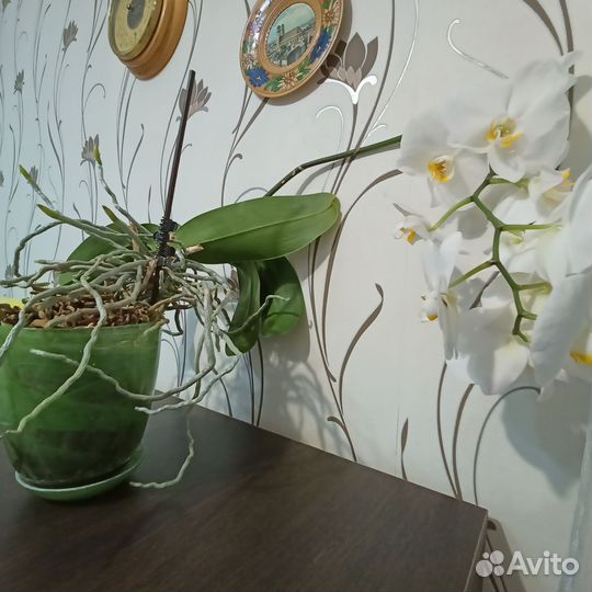 Домашние цветы