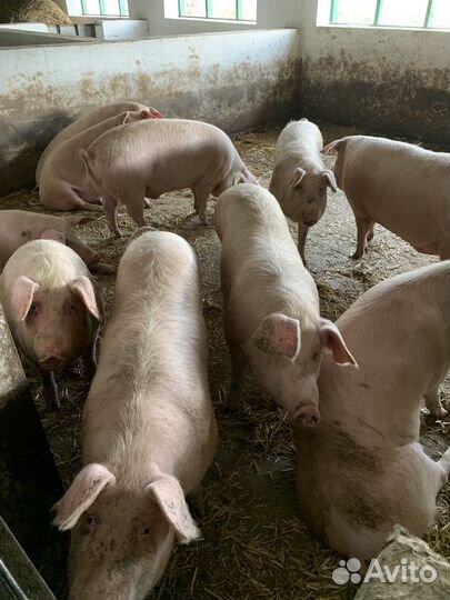 Домашняя свинина