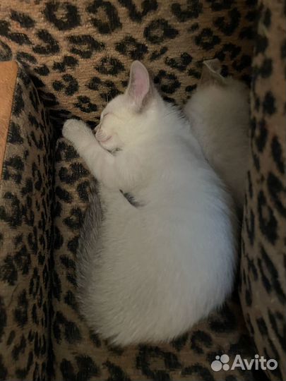 Отдам котенка в добрые руки