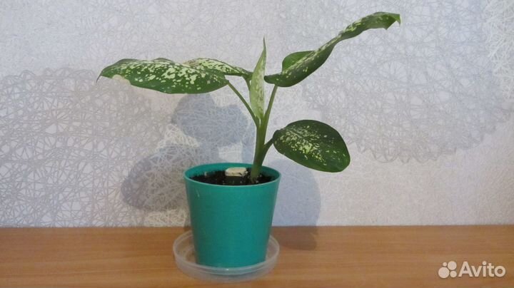 Продам диффенбахию