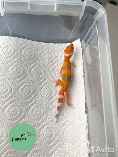 Эублефары малыши и стартовый набор в подарок