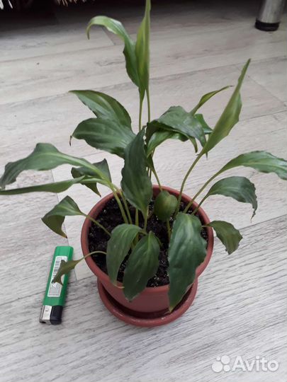 Спатифиллум