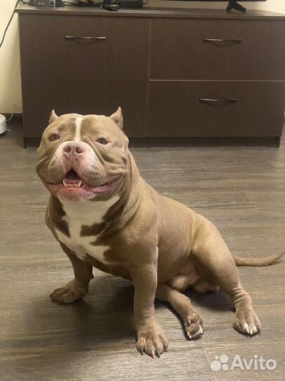 Американский Булли Вязка