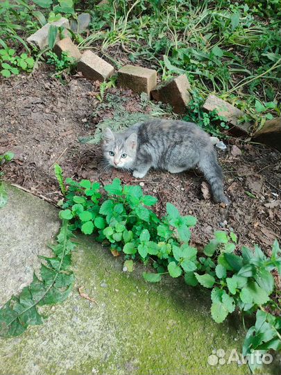 Котёнок британец во дворе