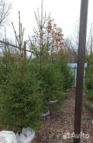 Ель с комом