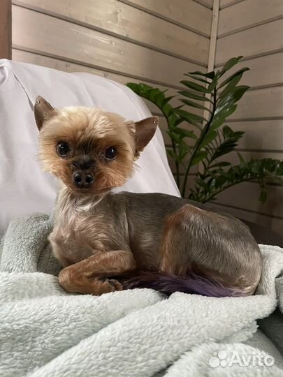 Передежка собак