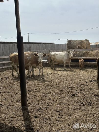 Коровы с телятами