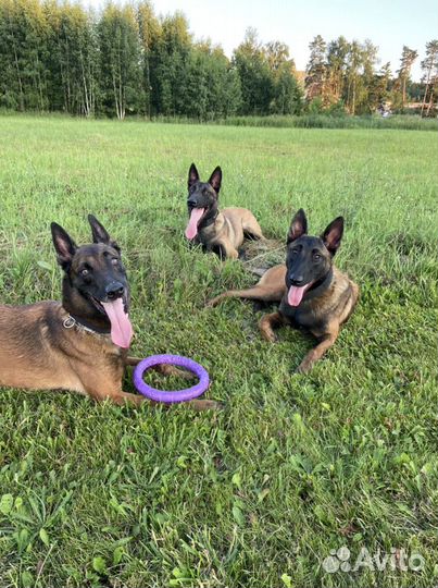 Передержка собак