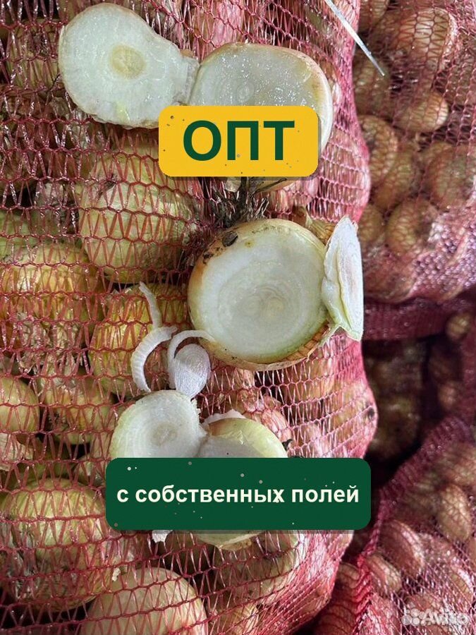 Лук на перо штутгарт, Астрахань