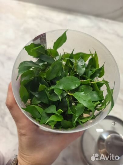 Черенки фикуса и олива