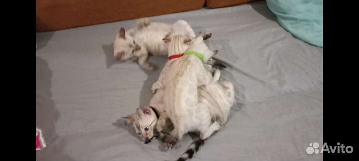 Бенгальские снежные котята