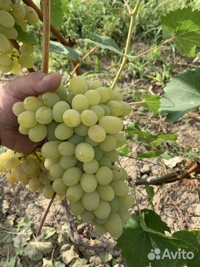 Виноград