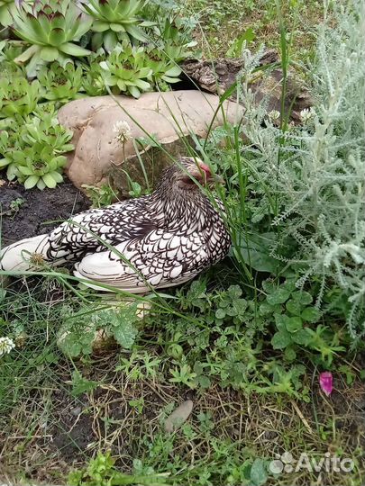 Декоративные куры породы Сибрайт