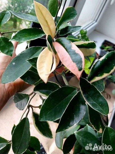 Комнатные домашние растения