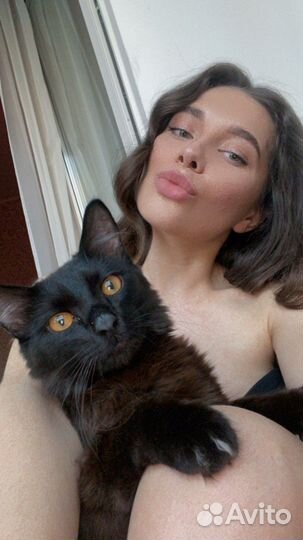 Кот- подросток в добрые руки