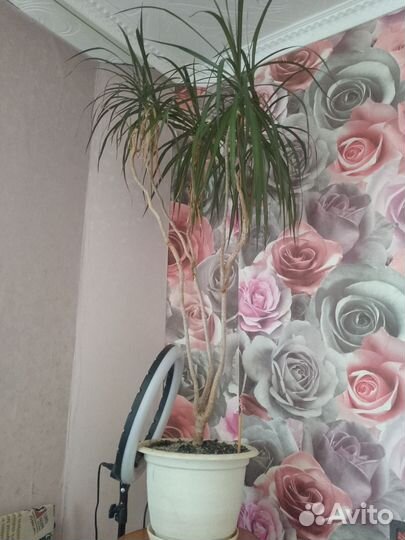 Пальма драцена