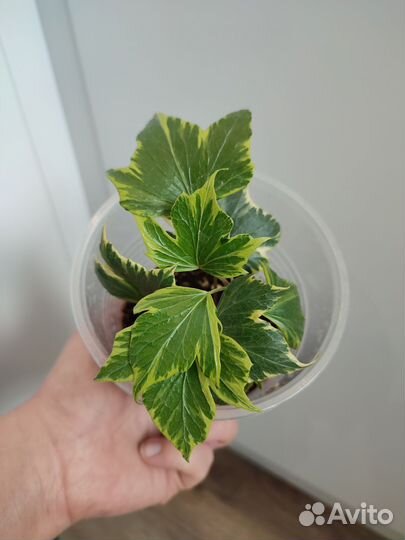 Комнатные цветы