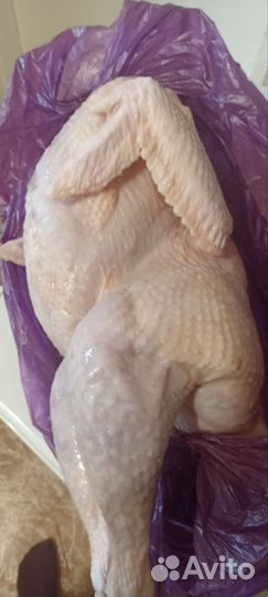 Мясо домашней индейки