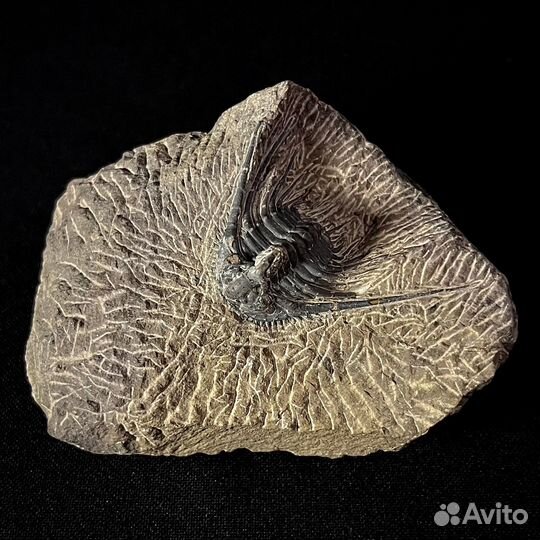 Трилобит окаменелость ископаемое палеонтология