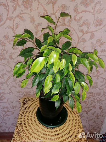 Фикус бенджамина и каучуконосный