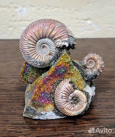 Подарок Аммониты. Сувенир в стиле 