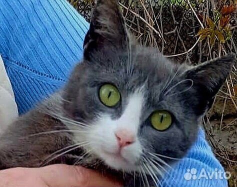 Красивая зеленоглазая кошечка,бросили хозяева