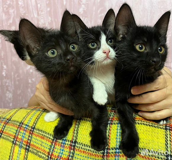 Котята красавцы и ласкуши