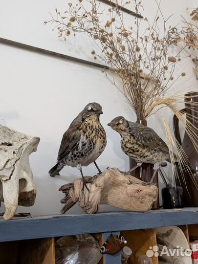 Чучело птицы певчий дрозд