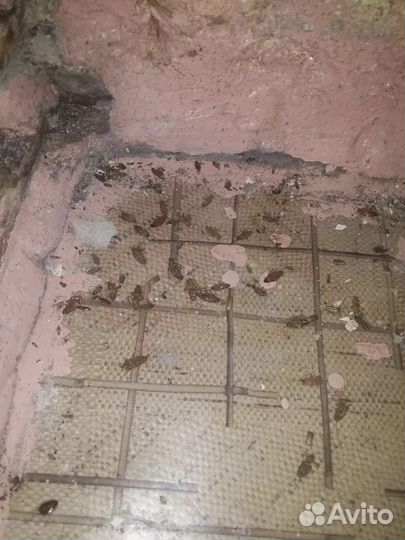 Дезинсекция/Травля насекомых,тараканов/Дезинфекция