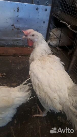 Куры годовалые
