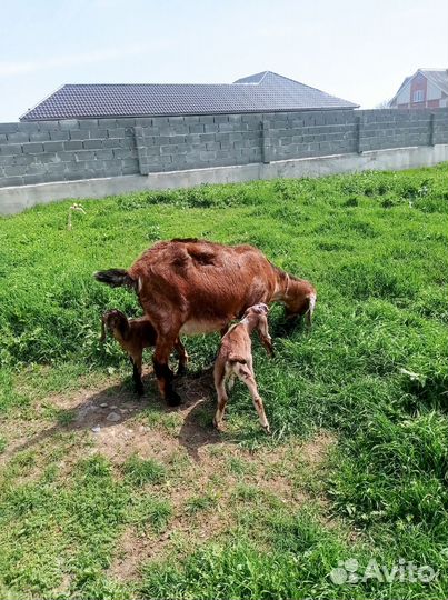 Козы нубийские