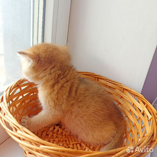 Золотая шиншилла