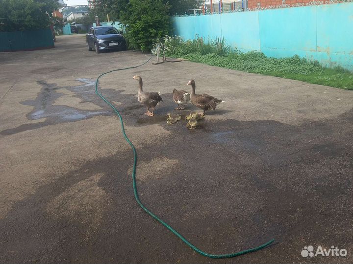 Породные гуси