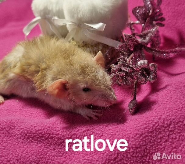 Крысята фавн long от ratlove