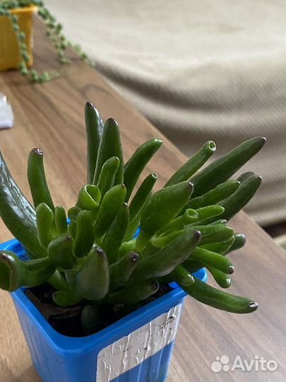 Крассула Овата Хоббит