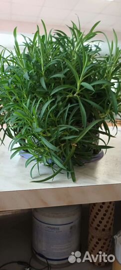 Гвоздика ампельная вегитативная