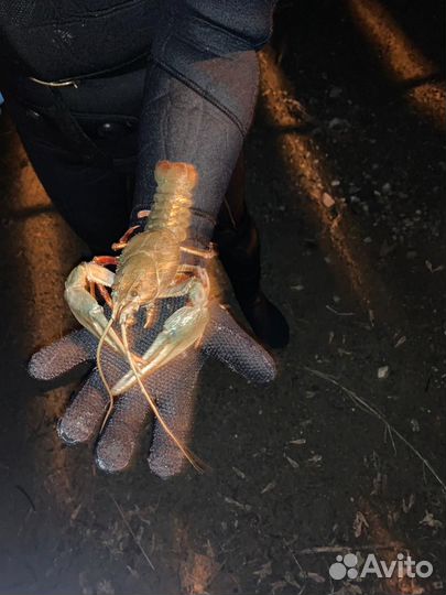 Живые раки с доставкой