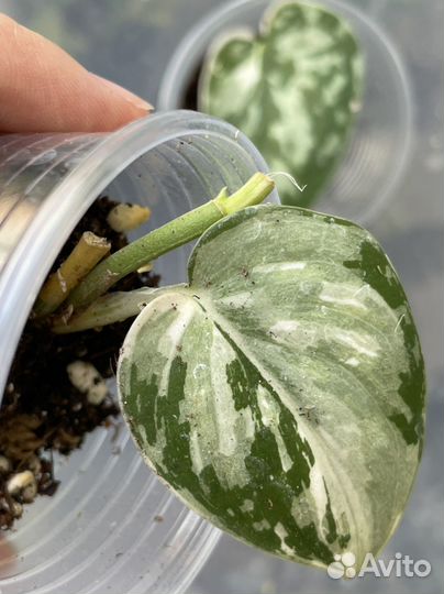 Сциндапсус маяри